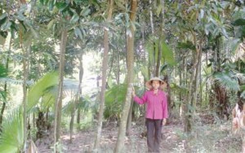 Vườn quế của gia đình bà Cầm Thị Lý ở làng Căng Khèn, xã Vạn Xuân (Thường Xuân - Thanh Hóa) đã đến kỳ cho thu hoạch.