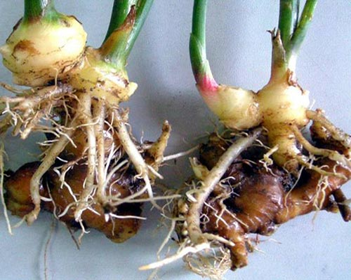 Gừng là thực phẩm tốt cho sức khỏe (ảnh minh họa)