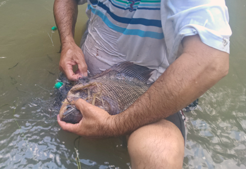 Người dân giăng lưới bắt lại cá trong ao tràn ra ngoài.