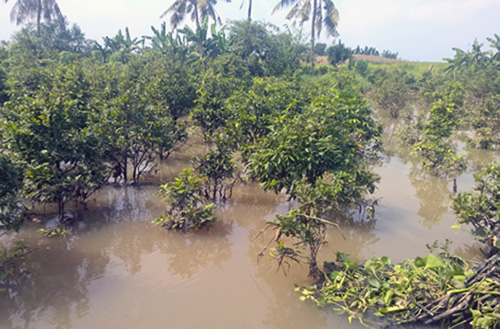 Vườn mai 10.000 gốc của ông Hữu ngập trong nước.