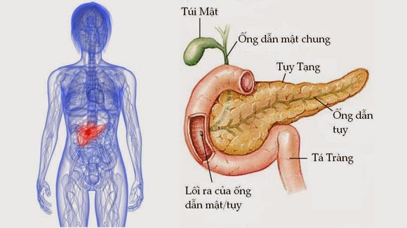 ung-thu-tuyen-tuy1